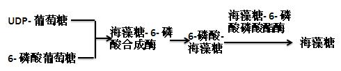 以葡萄糖為底物合成海藻糖的反應(yīng)式